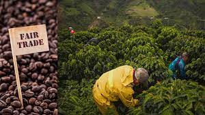 Fair Trade Coffee – 6 of Your Top Questions Answered